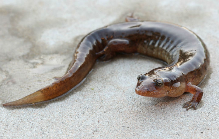 Dusky Salamander